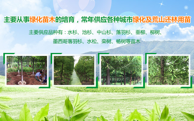 南县嘉诚苗木种植专业合作社_南县水杉|南县池杉|杉类苗木哪里好