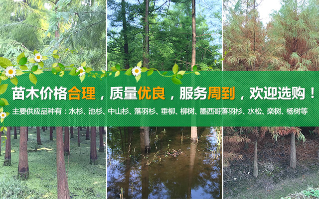 南县嘉诚苗木种植专业合作社_南县水杉|南县池杉|杉类苗木哪里好