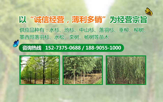 南县嘉诚苗木种植专业合作社_南县水杉|南县池杉|杉类苗木哪里好