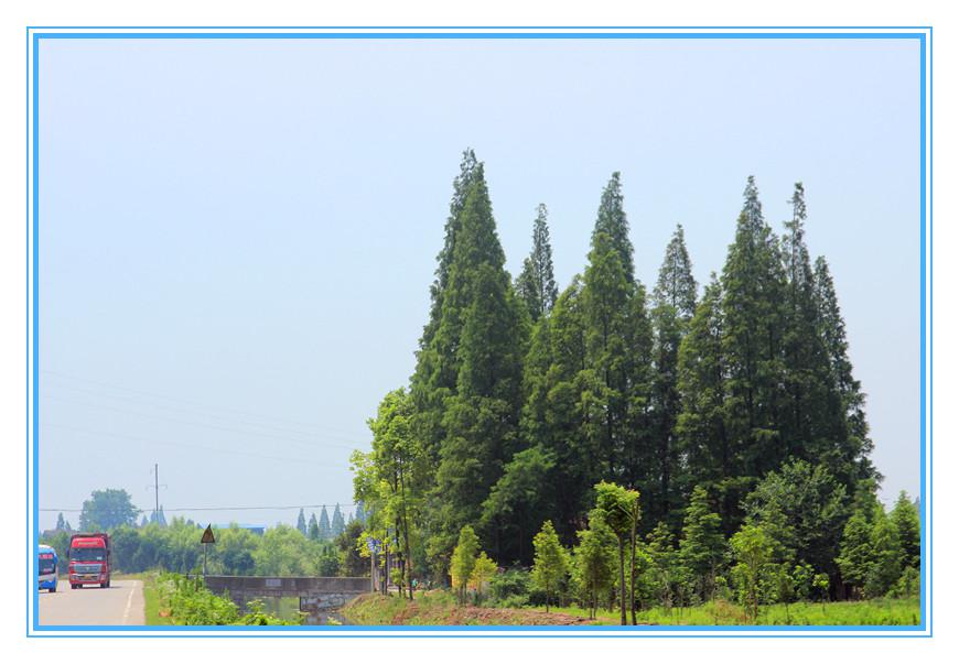 南县嘉诚苗木种植专业合作社,南县水杉,南县池杉,杉类苗木哪里好