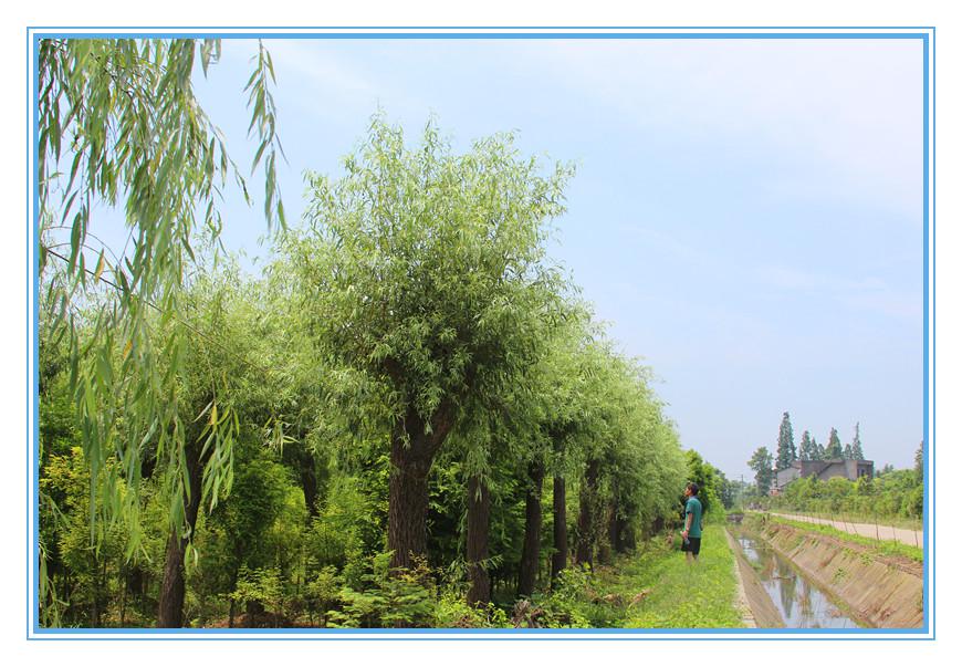 南县嘉诚苗木种植专业合作社,南县水杉,南县池杉,杉类苗木哪里好